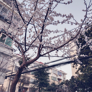 野猫最新二十四小时有效
